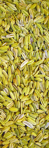 Fenchel ganz Bio